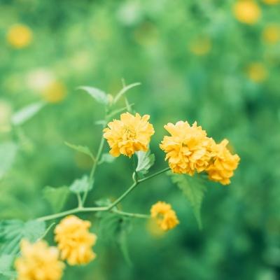 盛世皇图果盘版下载